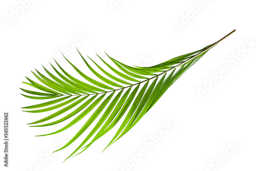 tropical palm leaf isolated on white background, summer background © Nabodin