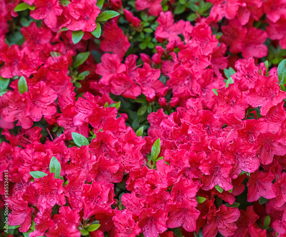 Blooming red azalea flowers with dew drops in spring garden Blooming red azalea flowers with dew drops in spring garden