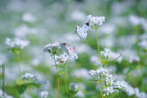 初秋の白い花咲くソバ畑にモンシロチョウ photo