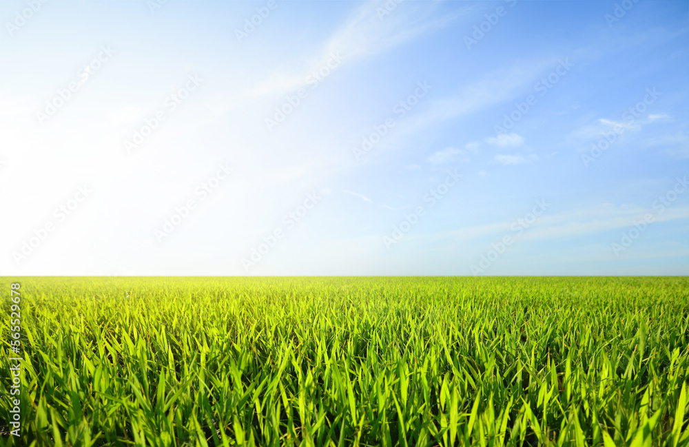 Landscape view of grass field with blue sky background. Landscape view of grass field with blue sky background.