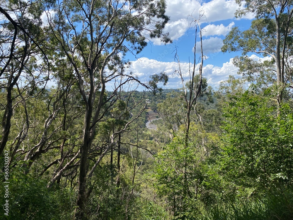 Fototapeta premium Forest view alongside bushland trial at picnic point parkland, Toowoomba, Queensland, Australia.
