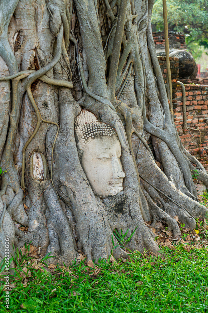 Buddha Head statue with trapped in Bodhi Tree roots at Wat Mahathat Buddha Head statue with trapped in Bodhi Tree roots at Wat Mahathat