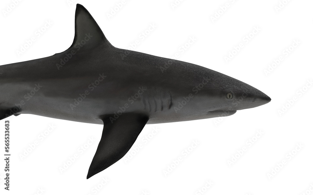 Shark on white background swimming Shark on white background swimming