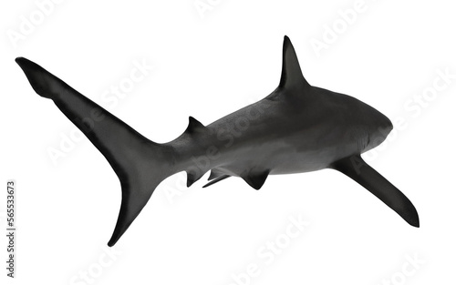 Shark on white background swimming