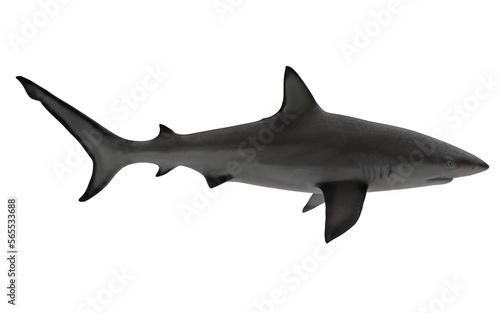 Shark on white background swimming