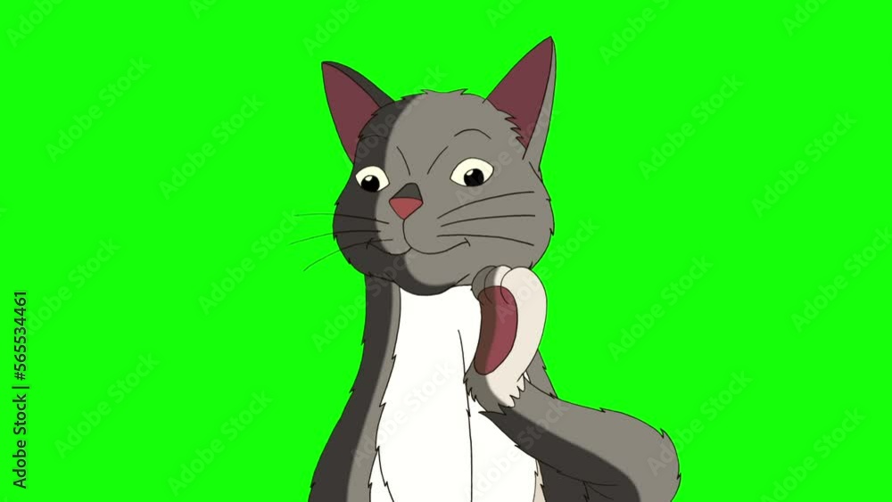 Gray Tabby Cat meows chroma key HD Gray Tabby Cat meows chroma key HD