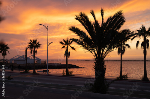 Sunset at the beach with palms with a street