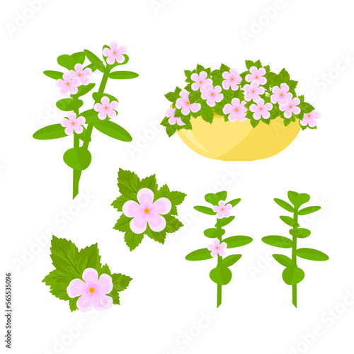 Bacopa Monnieri. A homeopathic plant. Vector set. Leaves and flowers. Flat style