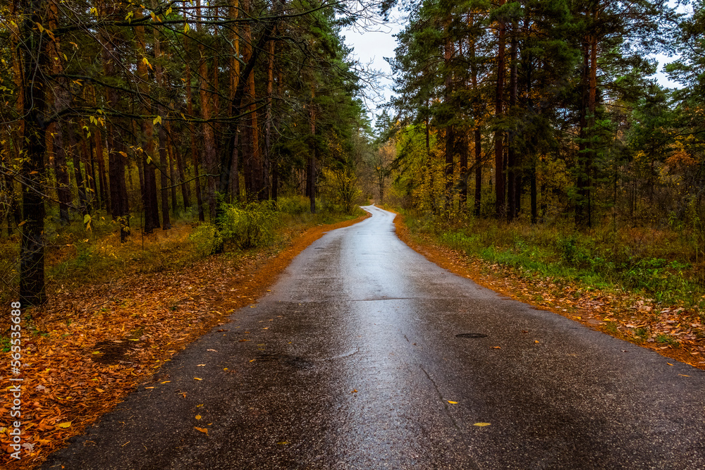 Obraz premium Walking through the autumn forest on a quiet day.
