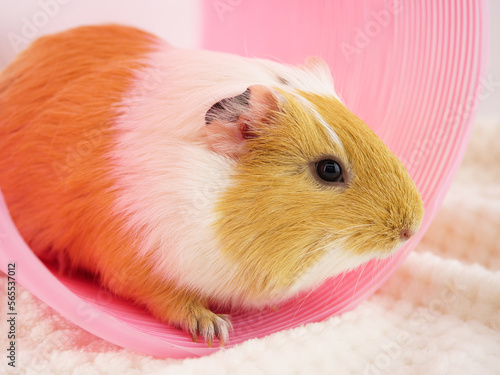 ピンクのトンネルとモルモット