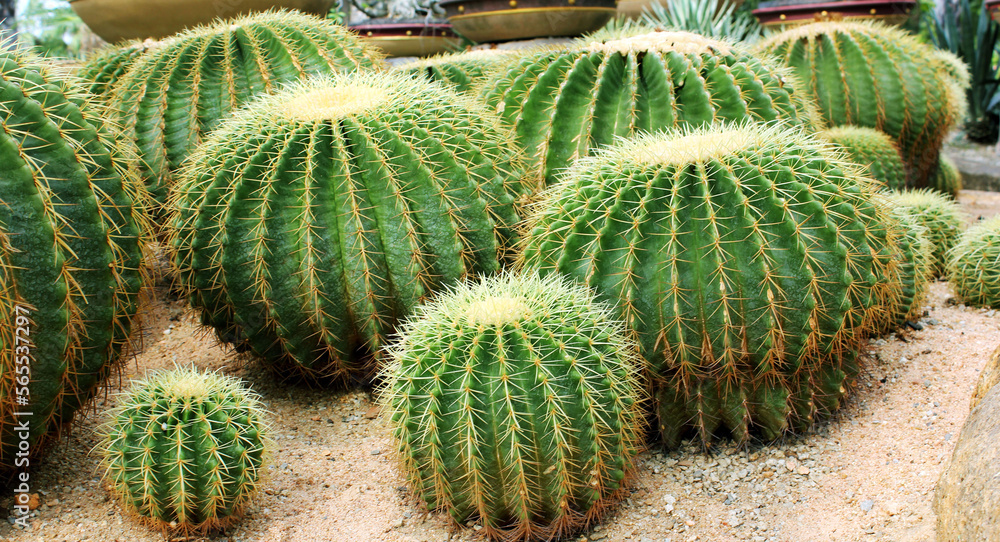 Green cacti on the sandy ground in the park. Beautiful tropical cactus garden in Nong Nooch Garden in Pattaya, Thailand. Tourist destination. Landscape Green cacti on the sandy ground in the park. Beautiful tropical cactus garden in Nong Nooch Garden in Pattaya, Thailand. Tourist destination. Landscape