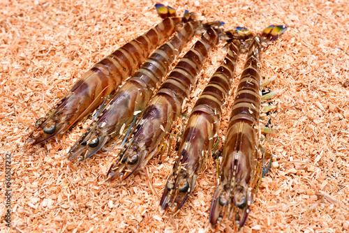 おがくずの上の活車海老