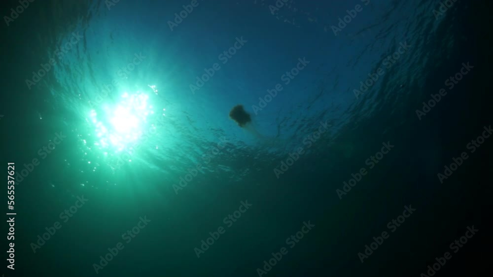 Diver under the surface of the clear water against the sun on blue background. View from underwater deep in Barents Sea. Diver under the surface of the clear water against the sun on blue background. View from underwater deep in Barents Sea.