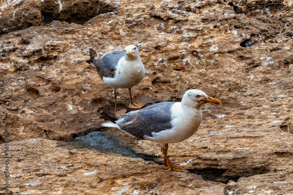 Fototapeta premium The yellow-legged gulls on the volcanic shore of the Atlantic Ocean in the area of Essaouira in Morocco.