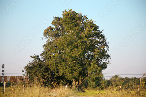 Lonely Tree. Beautiful Big Tree stand alone in field.