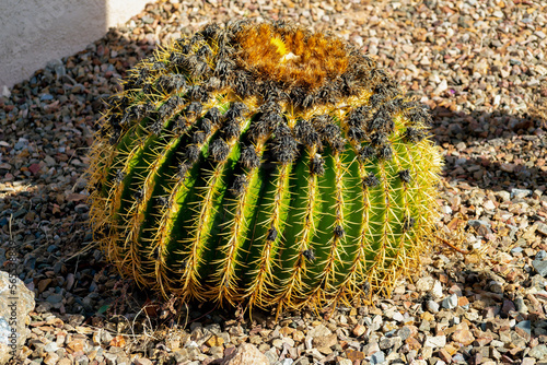 Round barrel cactus with bulging spikes and green and yellow texture with visible flower atop desert plant in sun photo