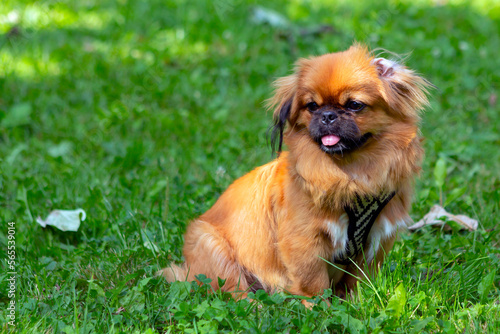 Foto Red pekingese puppy playing on the green grass..