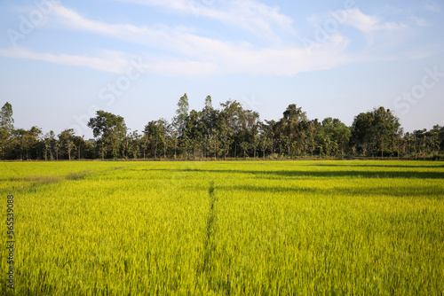 Green field, trees and nice blue sky background.view of fields in country.