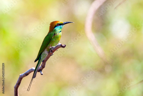 The bluecheeked beeeater merops persicus is a near passerine bird in the beeeater family meropidae photo