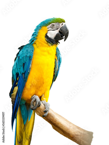 blue macaw isolated on branch