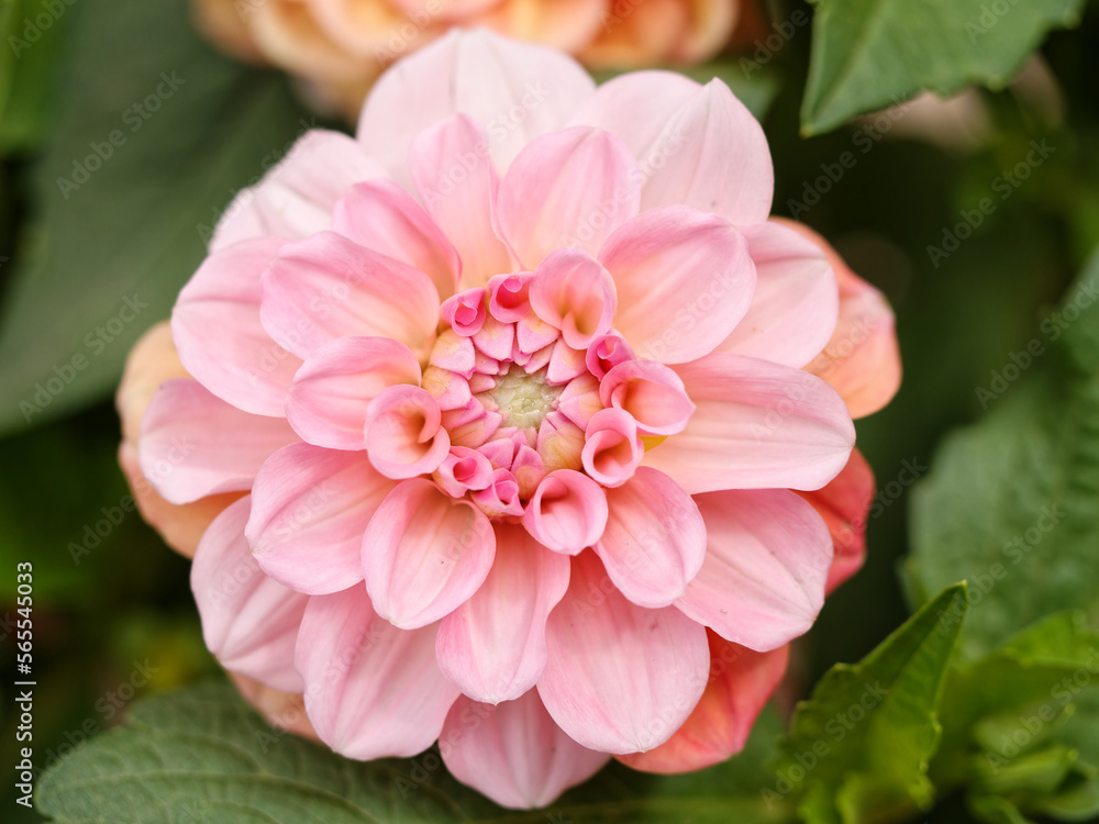 Beautiful pink Dahlia 'Linda's Baby' in flower, close up view.