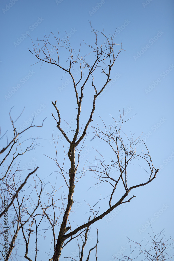 bare tree branches against the blue sky bare tree branches against the blue sky