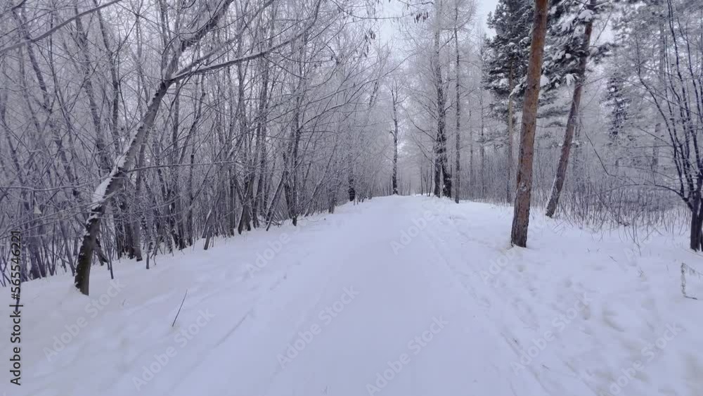 Winter forest in the snow. Frost on the branches on a frosty day. Slow motion video. High quality 4k footage Winter forest in the snow. Frost on the branches on a frosty day. Slow motion video. High quality 4k footage