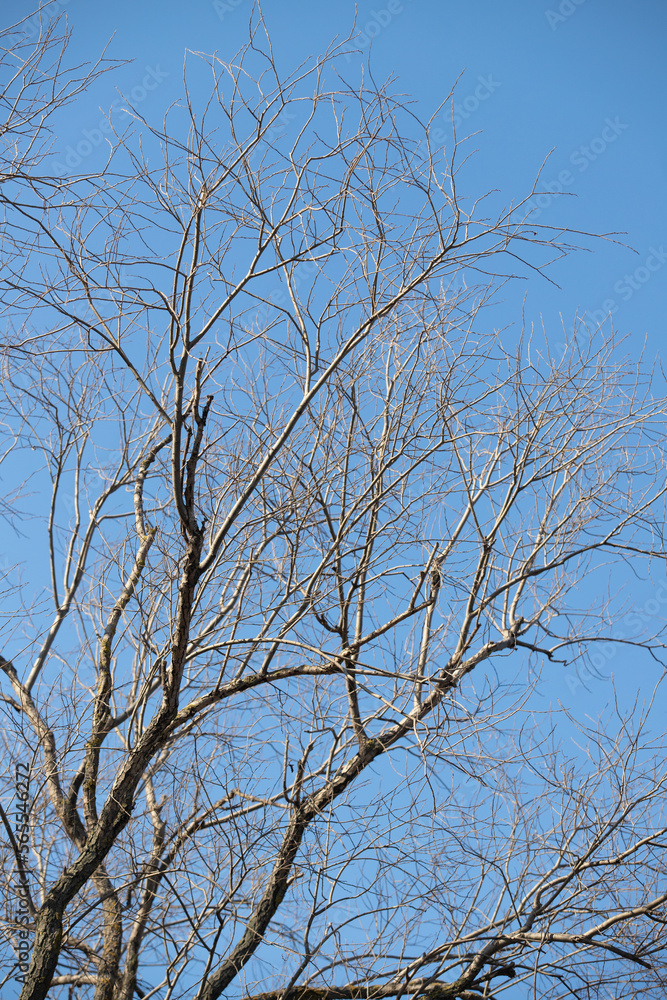bare tree branches against the blue sky bare tree branches against the blue sky