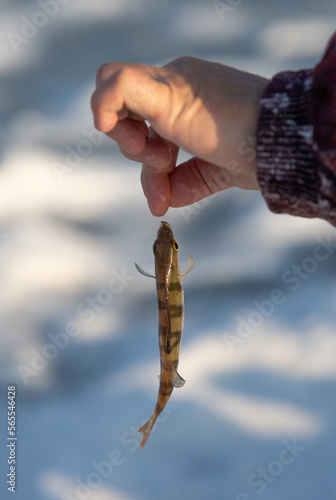 Freshly caught perch fish on a fishing line in hand, winter.