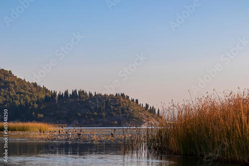 Sunrise mist over field of golden reeds on Crmnica river going to Lake Skadar near Virpazar  Bar  Montenegro  Balkans  Europe. Dinaric Alps in back. Amazing idyllic view of water reflection in water