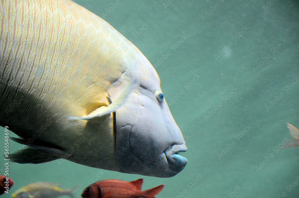 Fototapeta premium メガネモチノウオ