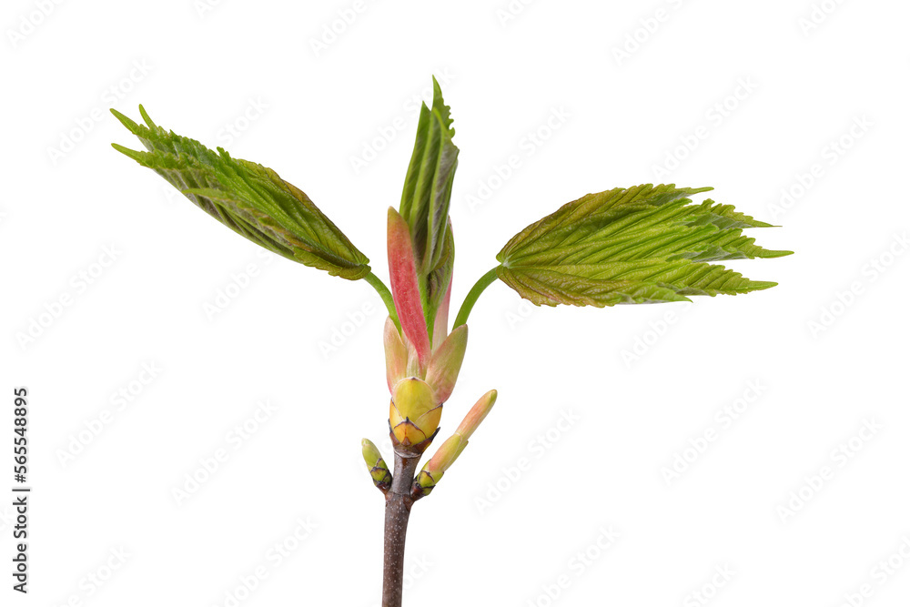 Spring branch maple tree with green leaves isolated on transparent background, PNG.