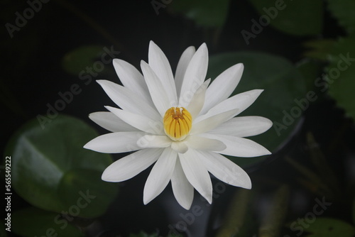 Flower in some color and background Lotus in White Pink Yellow