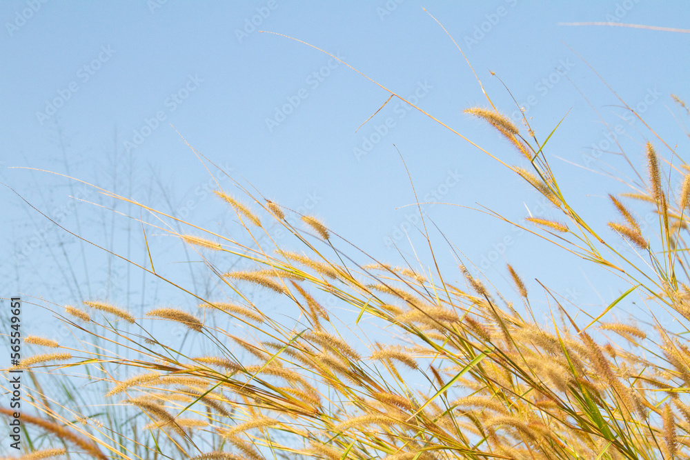 yellow grass flowers on blue sky background yellow grass flowers on blue sky background