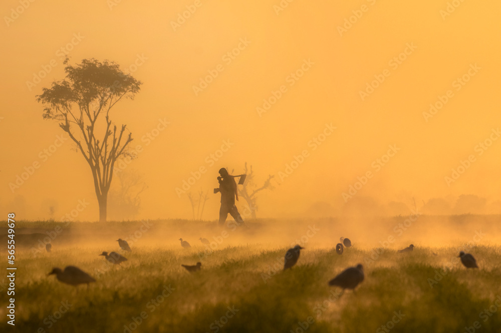 a farmer in the foggy crop fields , landscape with fog , birds, and trees 