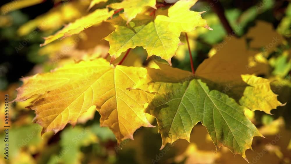 Colorful autumn foliage leaves on a tree branch Colorful autumn foliage leaves on a tree branch