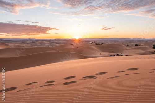 The vast orange dunes of the Sahara desert and its barren vegetation