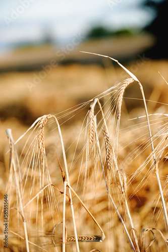 Golden Barley