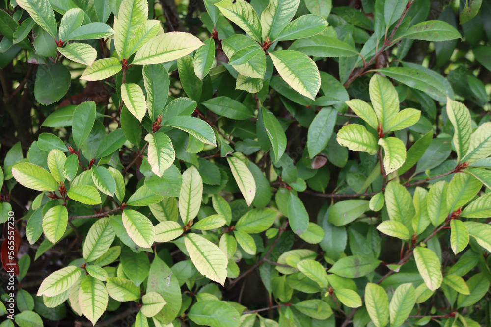 Iron chlorosis disease on Photinia hedge in the garden. Photinia x fraseri Iron chlorosis disease on Photinia hedge in the garden. Photinia x fraseri