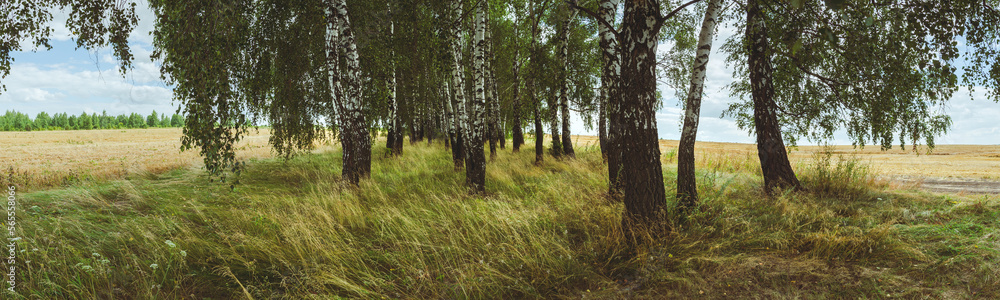 Panoramic summer scene with birch trees. Panoramic summer scene with birch trees.