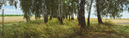 Panoramic summer scene with birch trees.