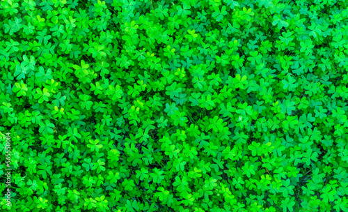 background of green garden clover , trefiol texture closeup, forest nature wallpaper , pattern of shamrock, spring fresh green ground backdrop