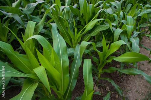 Young green corn plants growing in the field  closeup view