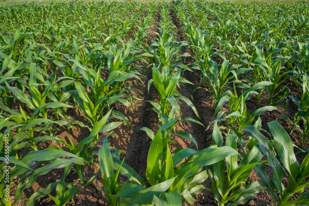 Young green corn plants growing in the field, closeup view Young green corn plants growing in the field, closeup view