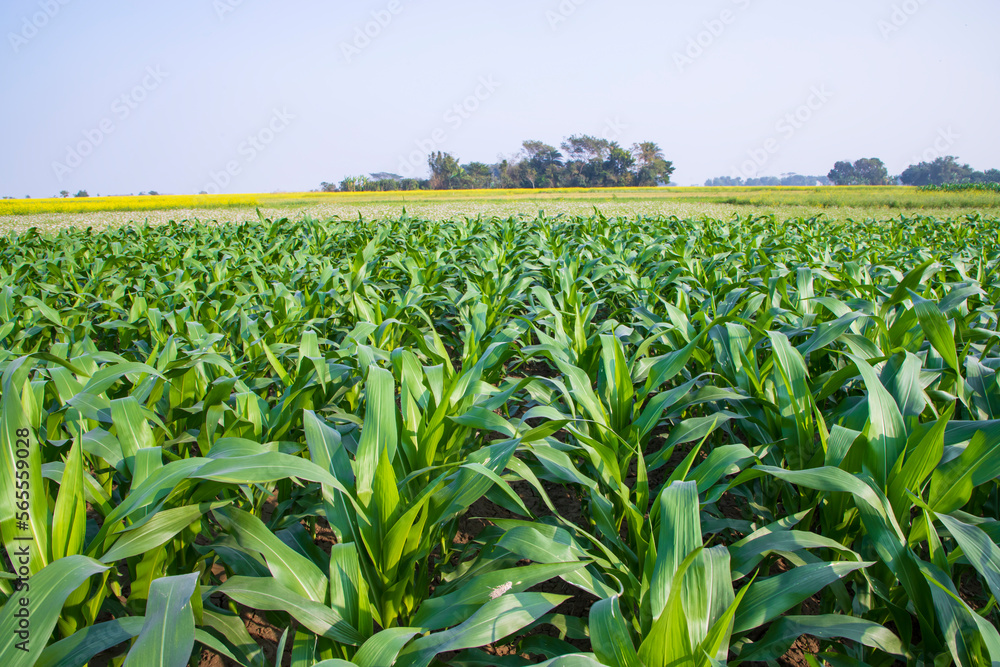 corn field with green leaves, closeup of photo with selective focus corn field with green leaves, closeup of photo with selective focus