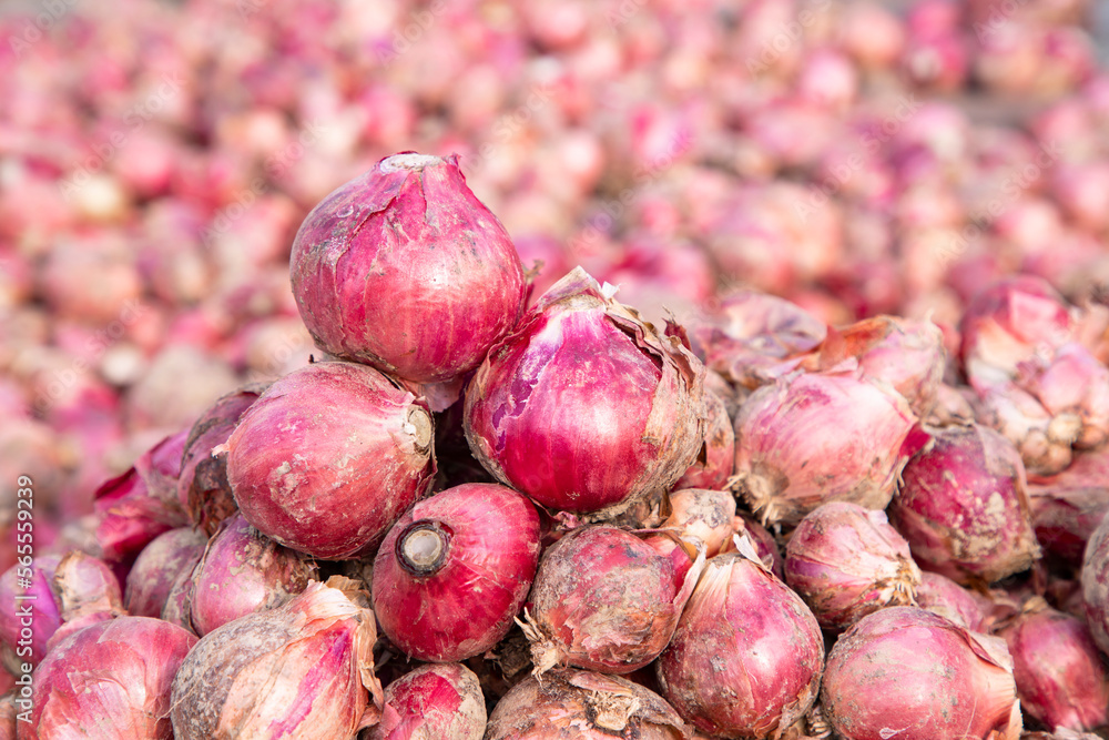 Red onion or shallot on the agriculture field in Bangladesh. selective focus Red onion or shallot on the agriculture field in Bangladesh. selective focus