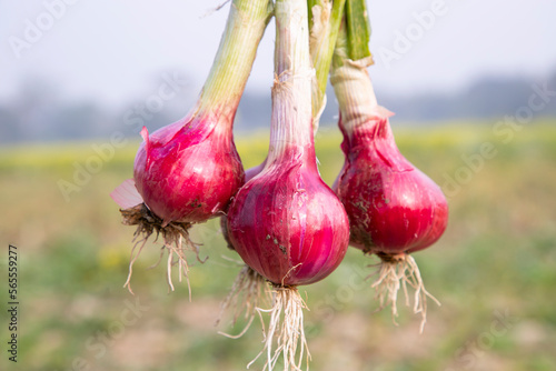 Red onion on the field in Bangladesh. (Shallot