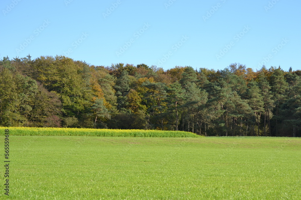 green field in front of a wooded area in late autumn