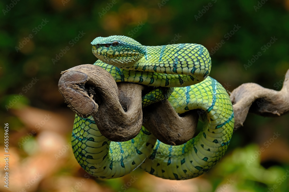 green snake on a tree green snake on a tree