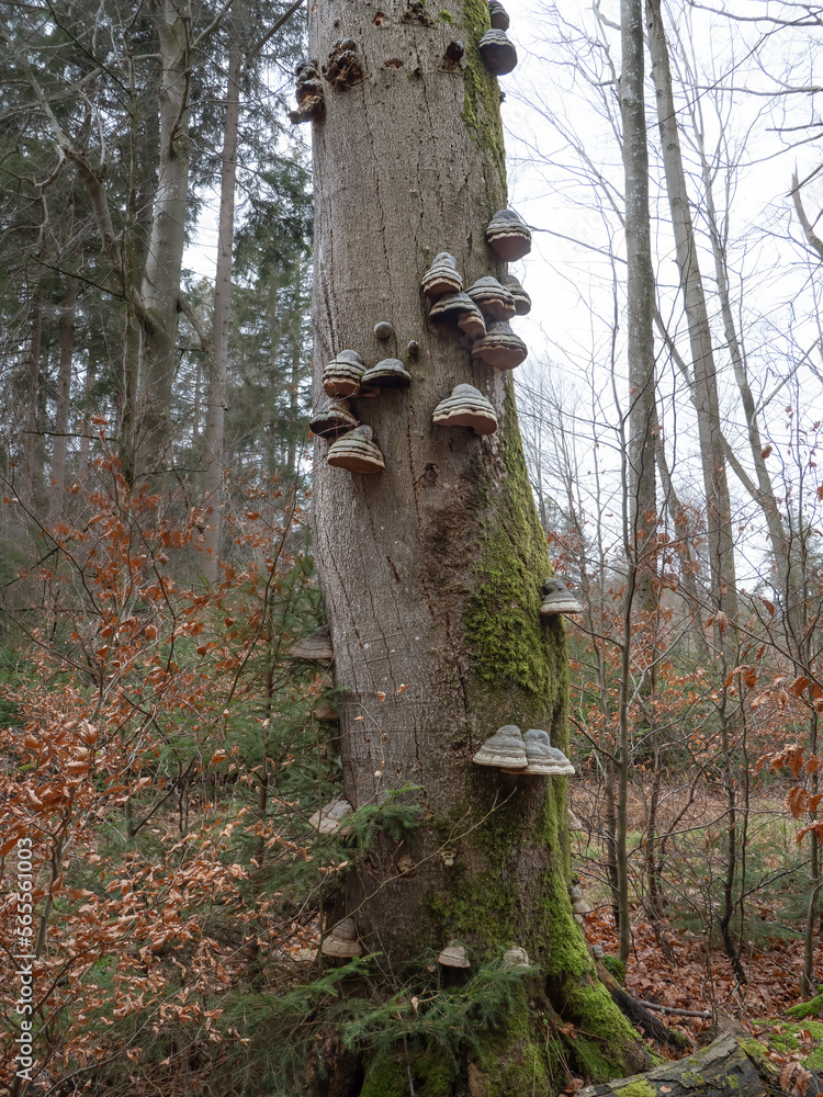 Baumstamm mit Zunderschwämmen (Fomes fomentarius) Baumstamm mit Zunderschwämmen (Fomes fomentarius)